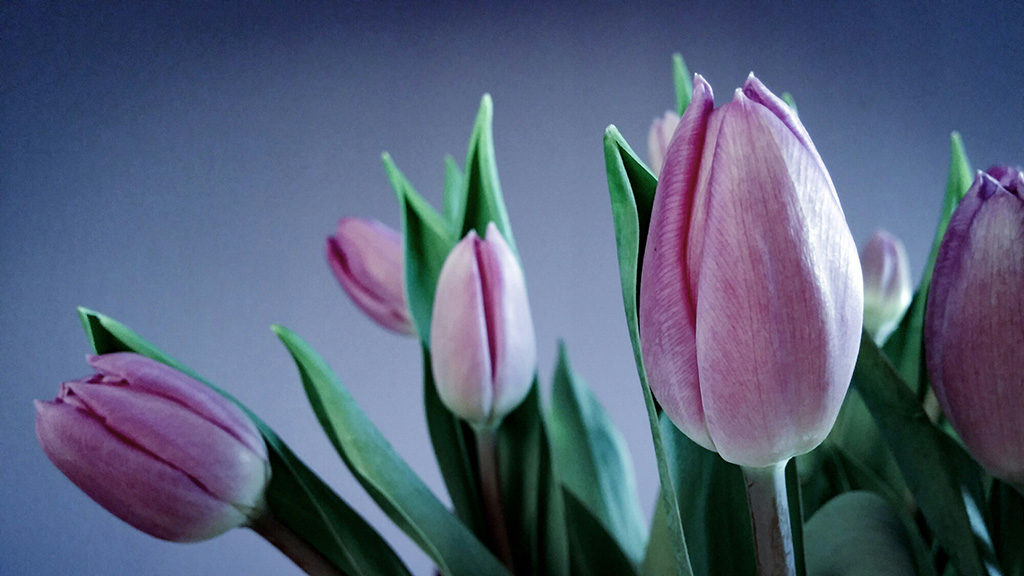 beautiful-tulips